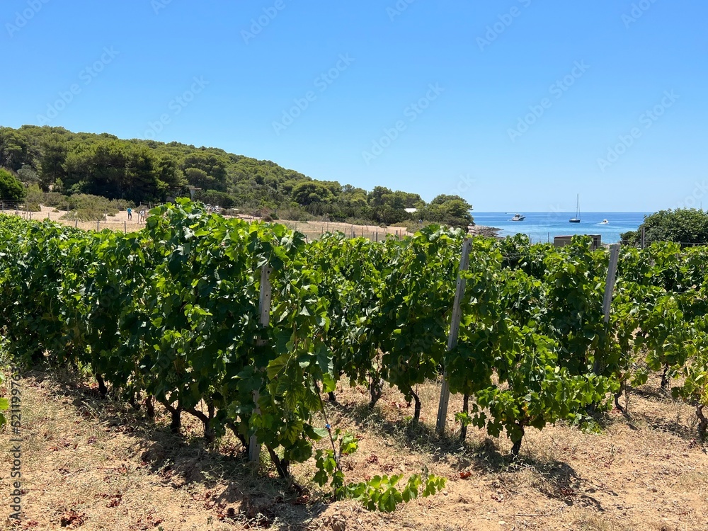 Vineyards on the island of Budihovac in the Adriatic Sea, Croatia