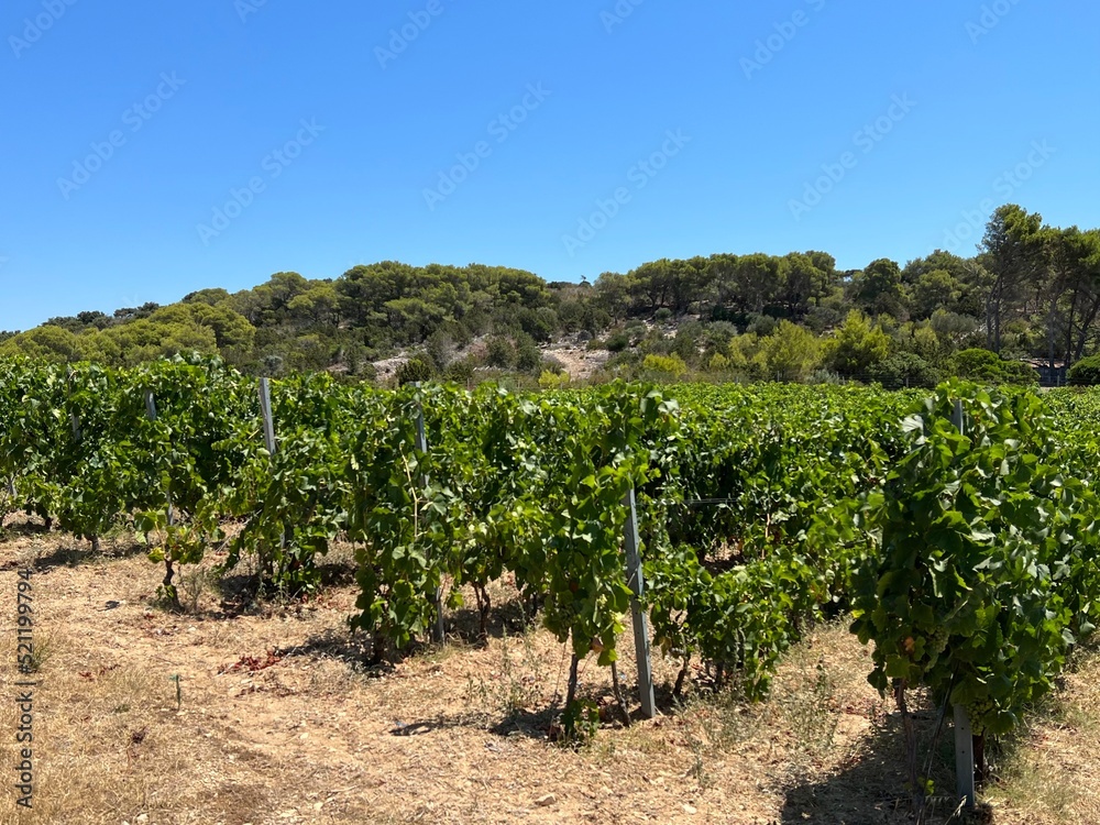 Vineyards on the island of Budihovac in the Adriatic Sea, Croatia