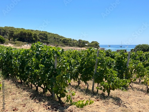Vineyards on the island of Budihovac in the Adriatic Sea, Croatia