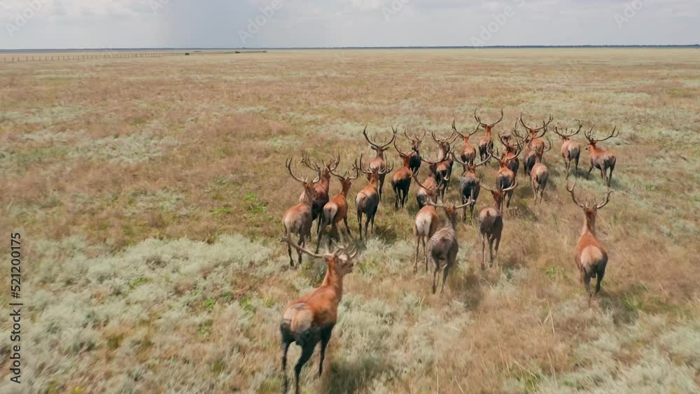 Wild deer animal nature wildlife roe hunter herb family running
