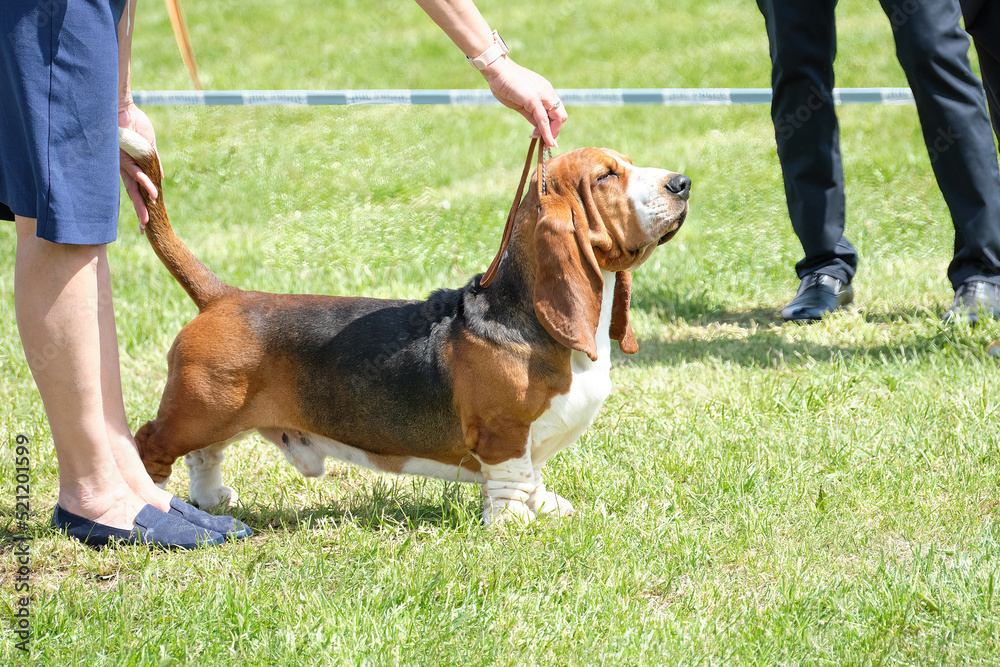 The Basset Hound stands on the grass demonstrating the correct exterior of the breed