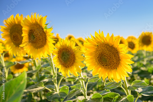 Close up sunflower in the field with blue sky.