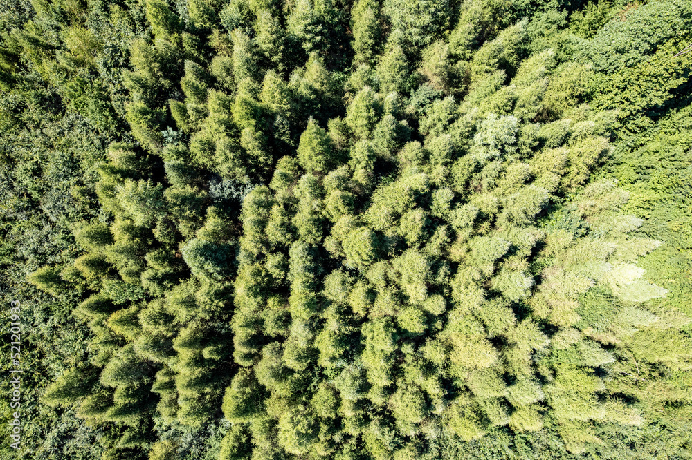 Natural pattern of green trees in a forest in summer Natural pattern of green trees in a forest in summer