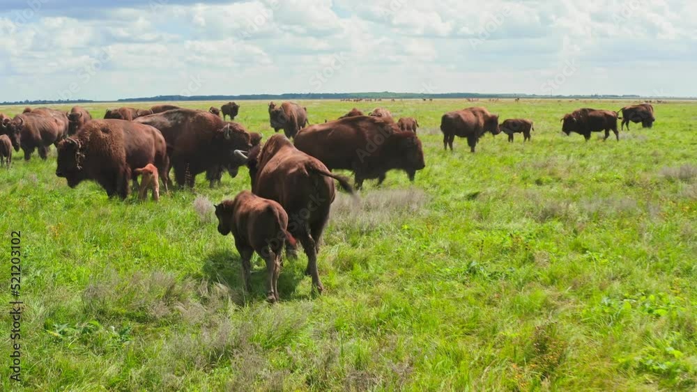 Buffalo bison wild pack meat green field young valley wildlife animal Buffalo bison wild pack meat green field young valley wildlife animal