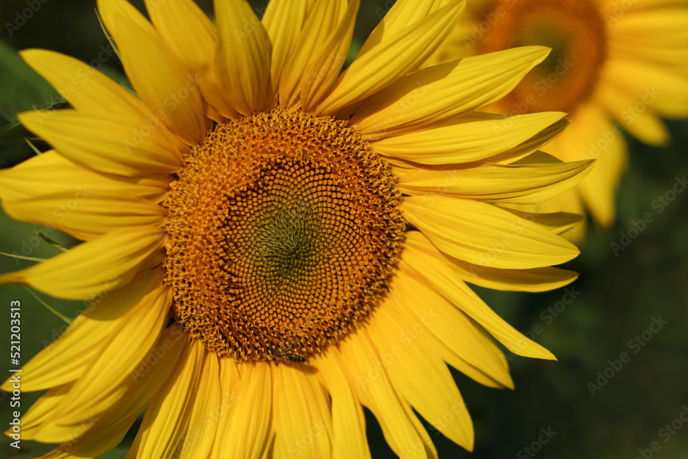 Fototapeta premium Yellow Sunflower close up. Agricultural field with sunflowers for background. Perfect wallpaper. Sunflower blooming. Sunflower natural background. Organic Farming. Gardening. Nature concept