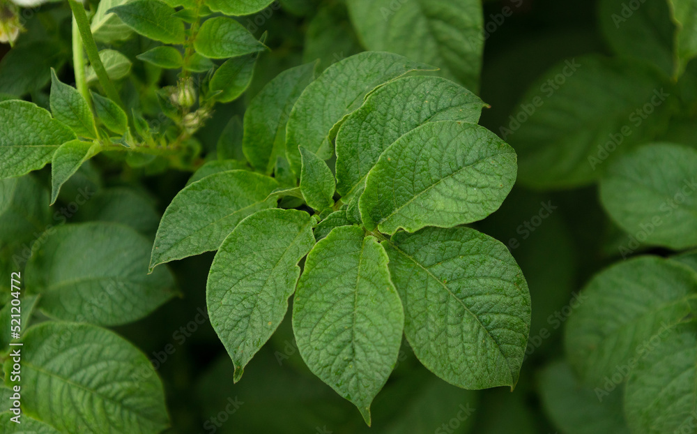 Closeup of green fresh potato leaf, growthing in farm. Crop plant eat tuber. agriculture farming in rural, top view Closeup of green fresh potato leaf, growthing in farm. Crop plant eat tuber. agriculture farming in rural, top view