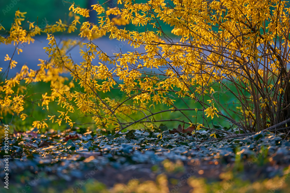 Blooming Forsythia twigs with yellow flowers on a bright spring day, springtime concept and springtime background Blooming Forsythia twigs with yellow flowers on a bright spring day, springtime concept and springtime background