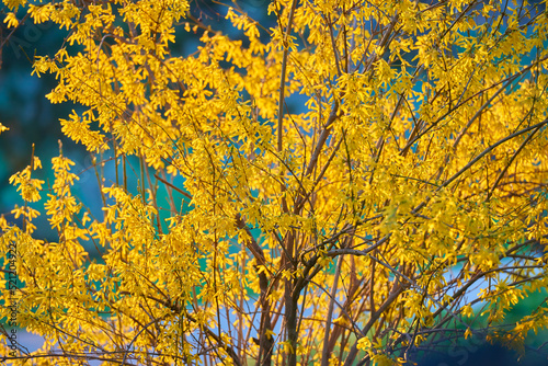 Blooming Forsythia bush with yellow flowers on a bright spring day, springtime concept and springtime background