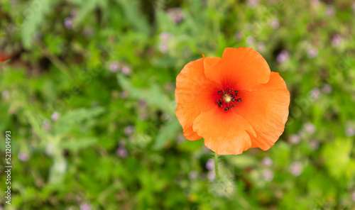 Single orange poppy flower on green grass and purple flowers background. Top view