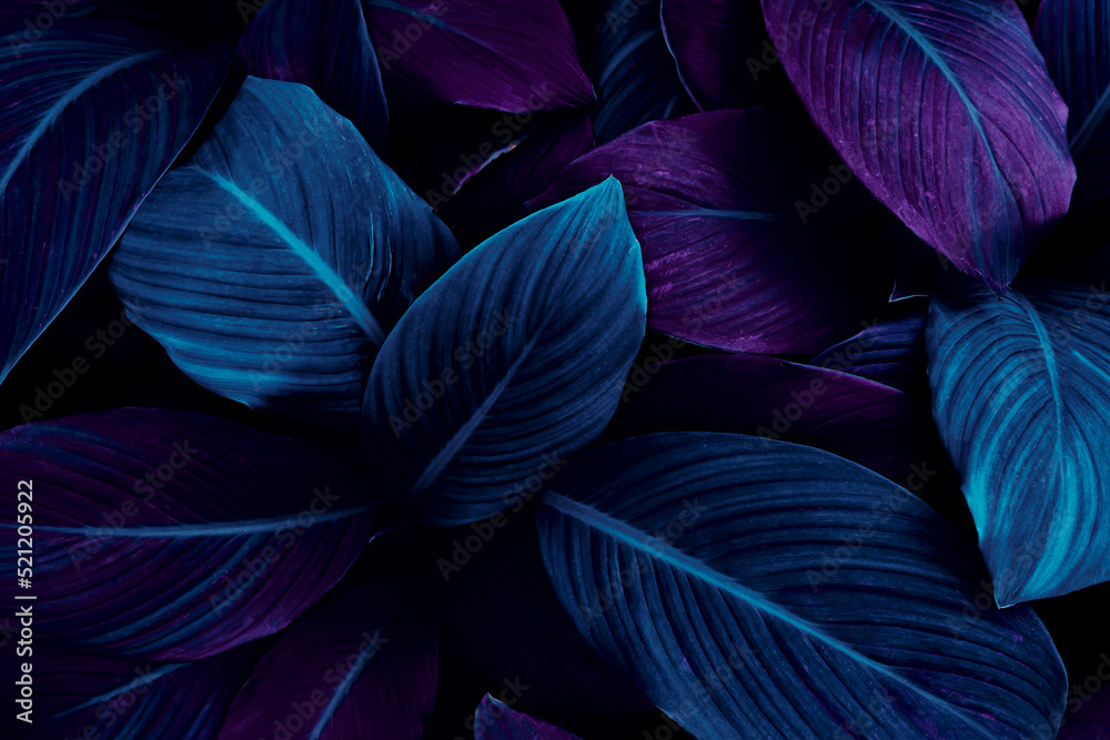 tropical leaf background, purple blue toned.