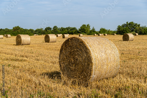 Round bales of straw in endless field after harvesting wheat. Blurred background. Selective focus. Close-up. Straw bales lie in disarray under the sun in field. Nature concept for design.