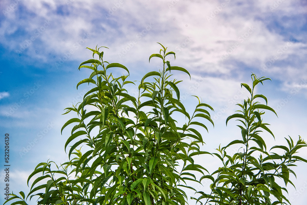 Obraz premium 初夏の青空に伸びる若葉の美しい風景