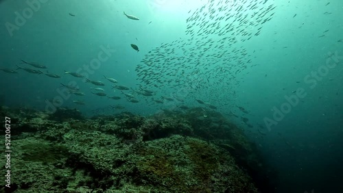 Under Water Film from Sail Rock island in Thailand - Large school of One Spotted Snapper fish diving down alongside rocky coral reef with smal fusiler steam of fish moving erratic