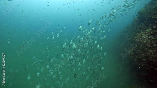 Under Water Film from Sail Rock island in Thailand - Large school of One Spotted Snapper fish diving down alongside rocky coral reef and down into the green Thermocline photo