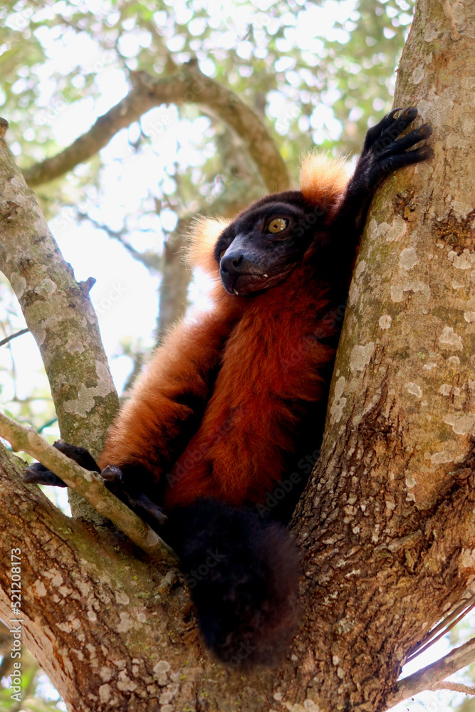 Obraz premium The red ruffed lemur (Varecia rubra) - one of two species in the genus Varecia, the ruffed lemurs. Ruffed lemur resting on the tree.