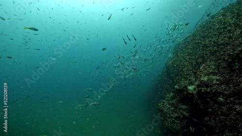 Under Water Film from Sail Rock island in Thailand - Large school of One Spotted Snapper fish diving down alongside rocky coral reef photo