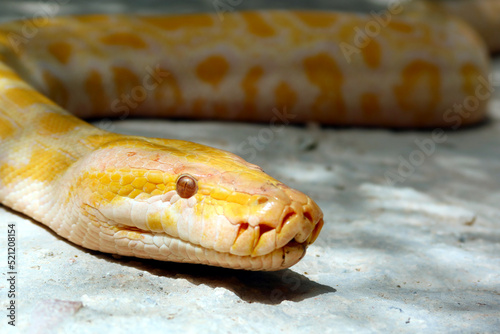 Burmese python (Python bivittatus). An albino Burmese python - white with patterns in butterscotch yellow and burnt orange