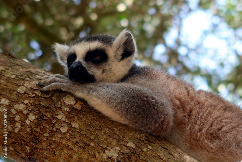 The ring-tailed lemur (Lemur catta) - large strepsirrhine primate, the most recognized lemur due to its long, black and white ringed tail. Lemur resting on the tree