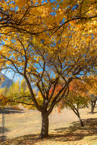 beautiful autumn landscape with snow mountains, mountains and autumn trees landscape of gilgit baltistan 