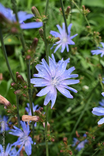 Blue chicory flower after rain. Stock photography.