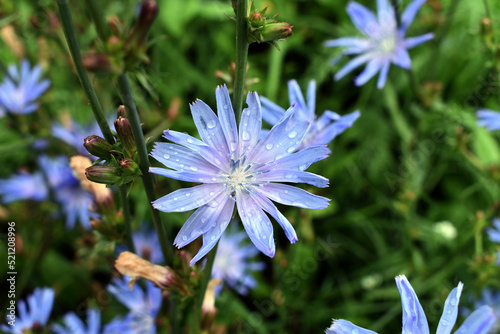 Blue chicory flower. Stock photography.