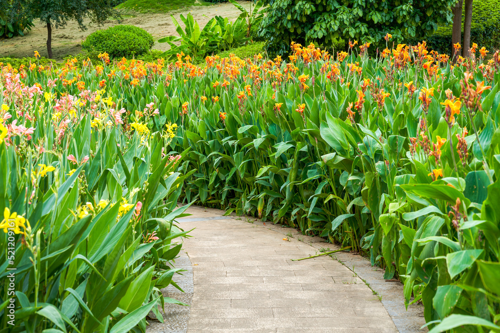 Beautiful view of canna flowers growing by the lake in the park - obrazy, fototapety, plakaty 