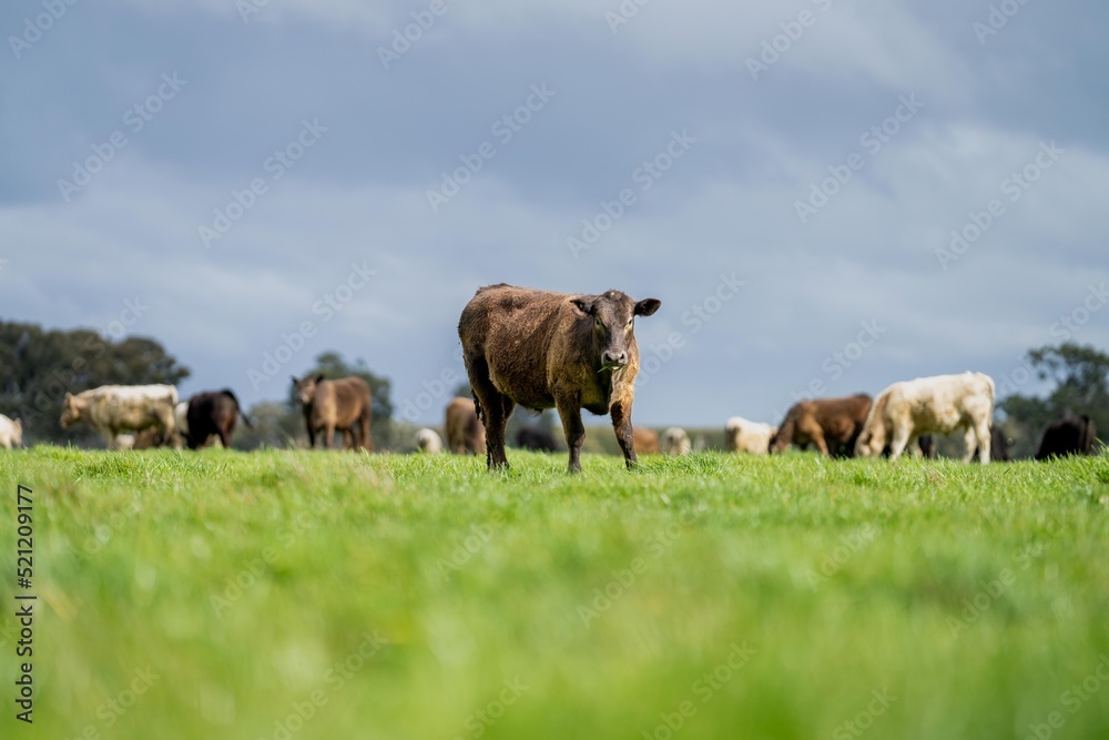 cows and calves eating and grazing grass and long lush pasture in a oat meadow, including angus and murray grey cattle in a field in Australia. with a Group of meat cow.
