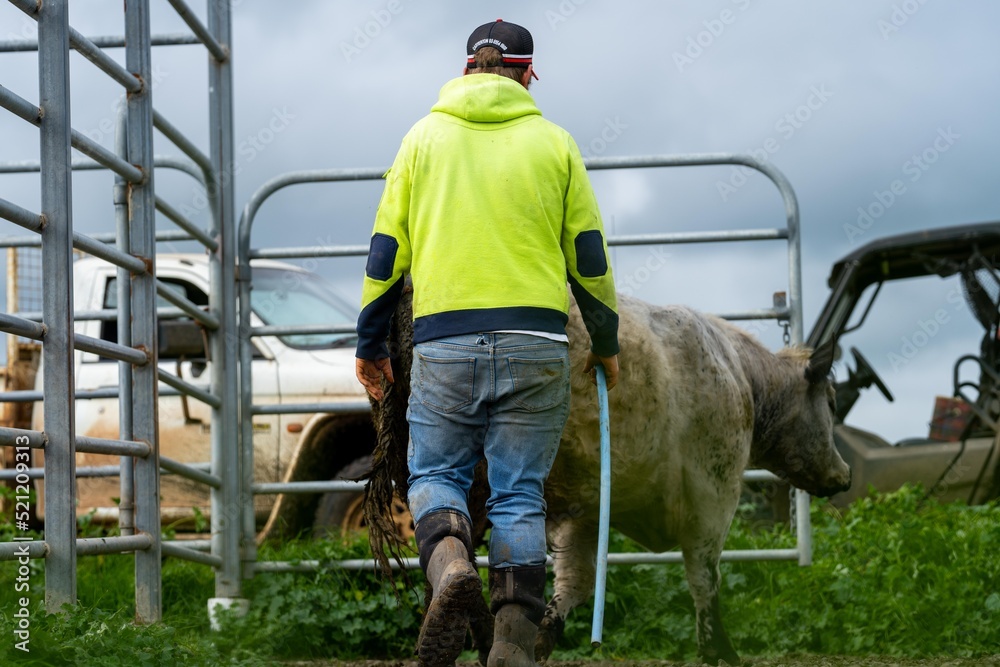 Herding and mustering Stud Angus, murray grey and Dairy cows Eating lush green grass in Australia Herding and mustering Stud Angus, murray grey and Dairy cows Eating lush green grass in Australia