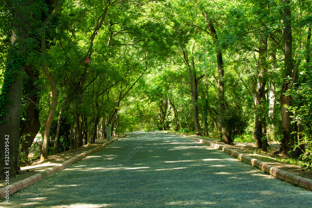 The empty road in the Cakirlar Grove (in Samsun) leads away from the deciduous tree forests. Dirt forest trekking hiking trail, path, route. Sun rays in summer,summer season. Picturesque wild endles