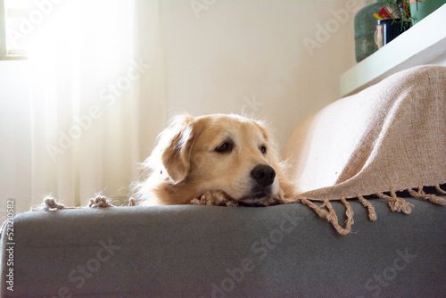 Cachorro da raça Golden Retriever deitado sozinho nem um sofá com manta olhando para o lado à espera de alguém. photo