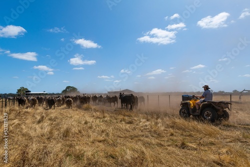 Fototapeta Naklejka Na Ścianę i Meble -  Girl farmer herding cattle livestock on a ranch in texas america