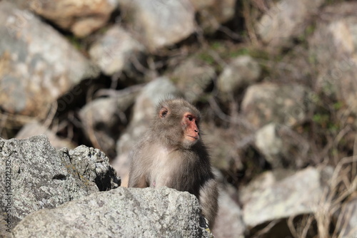In Japan, the species is known as Nihonzaru to distinguish it from other primates, but the Japanese macaque is very familiar in Japan, so when Japanese people simply say saru, they usually have in min