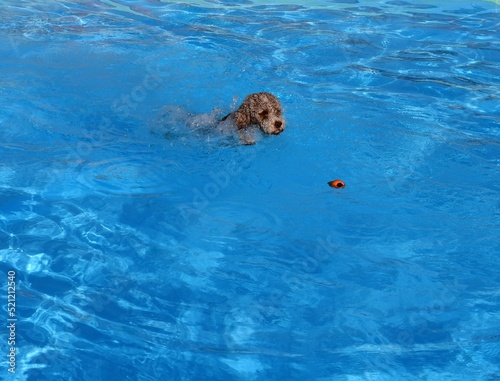 A Lagotto Romagnolo dog swimming in a pool