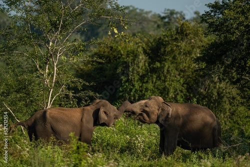 Beautiful shot of a Sri Lankan elephants photo