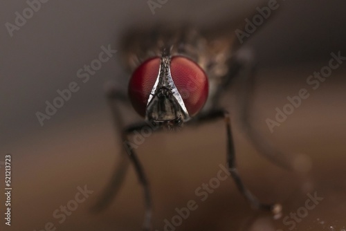 Macro shot of a housefly on a blurry background