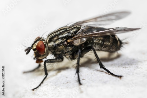 Εκτύπωση καμβά Macro shot of a housefly perched on a white surface
