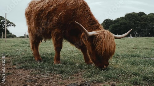 Scottish Highland Cow with horns grasing and eating grass on a field in a farm on a cloudy day photo