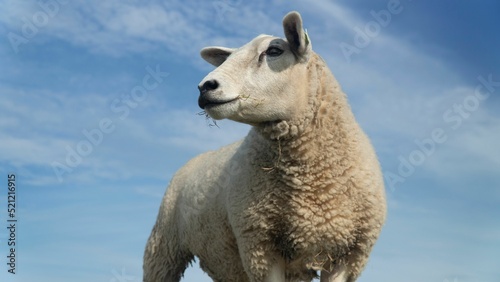 Fotografie Closeup portrait of a texel sheep grazing in a farm outdoors