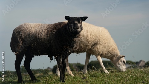 Closeup of a texel sheep grazing in a field