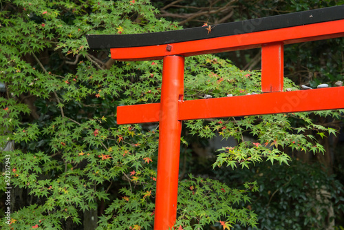 Red torii gate in front of green maple tree  Kyoto  Japan