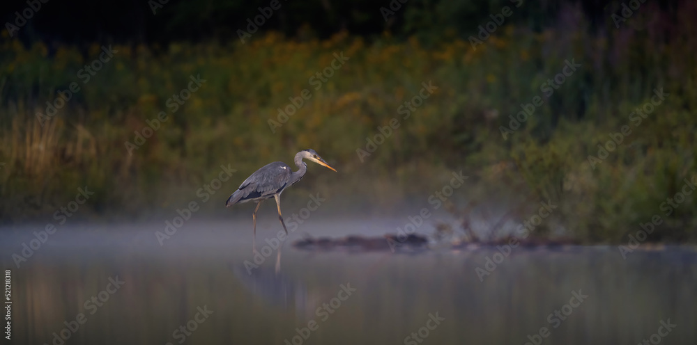 The Gray Heron he walks in the morning mist over the water looking for fish.
