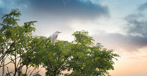 Bubulcus ibis red-headed heron sitting on a tall tree watching the sunset and sunrise. photo