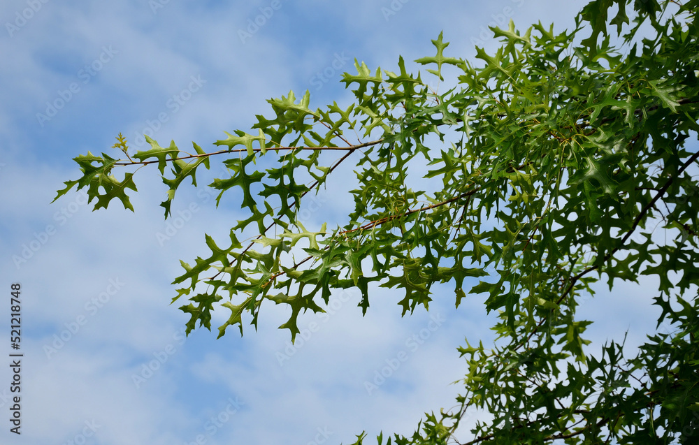 Fototapeta premium Mud oak is one of our domesticated woody plants. You will meet them most often in moist to waterlogged habitats in slightly acidic soil. These are large trees with beautiful leaves and a crown 