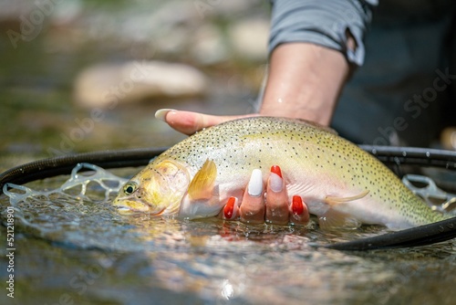 Selective focus shot of female hand taking Rio Grande cutthroat trout out from the net in water