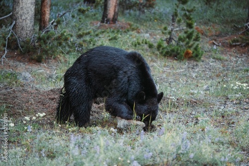 American black bear grazing in the forest photo