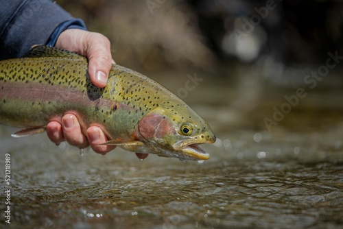 Closeup of human hands holding Westslope cutthroat trout above water photo