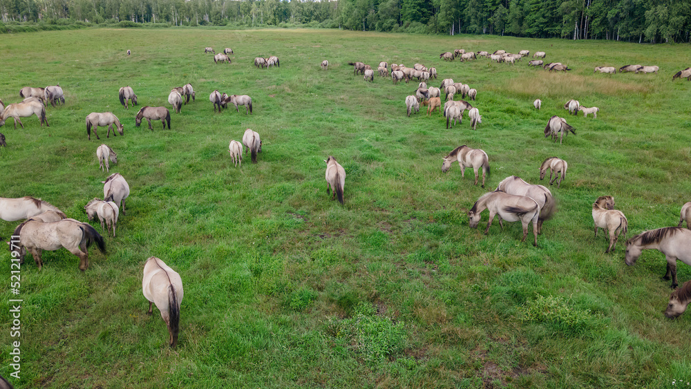 Aerial view of Tarpan horses in nature. Wild horses. Wildlife and nature background. Herd of wild horses Tarpan on the pasture. Aerial view of Tarpan horses in nature. Wild horses. Wildlife and nature background. Herd of wild horses Tarpan on the pasture.