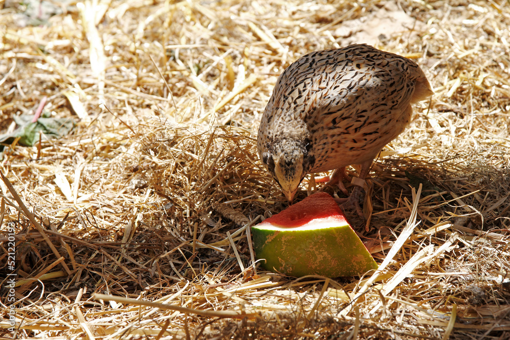 japanese legend quail refreshes itself on a watermelon during great heat