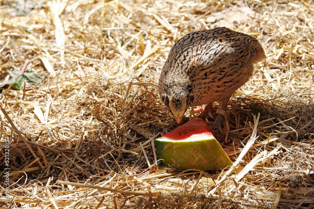 Obraz premium japanese legend quail refreshes itself on a watermelon during great heat