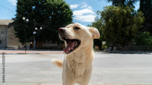 Closeup of a cheerful white kintamani dog photo